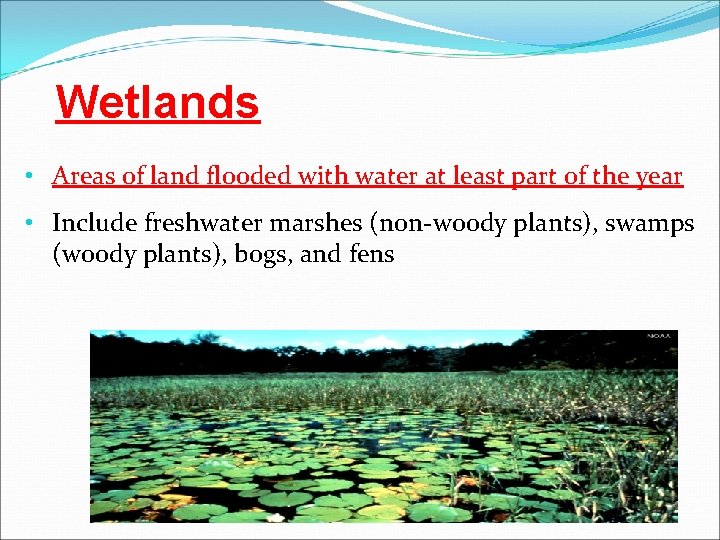 Wetlands • Areas of land flooded with water at least part of the year