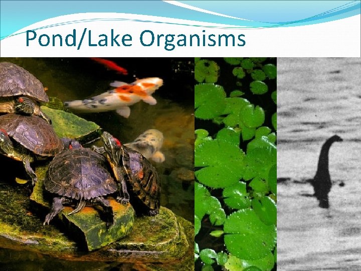Pond/Lake Organisms 