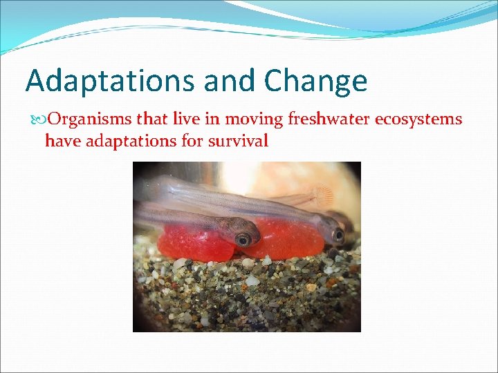 Adaptations and Change Organisms that live in moving freshwater ecosystems have adaptations for survival