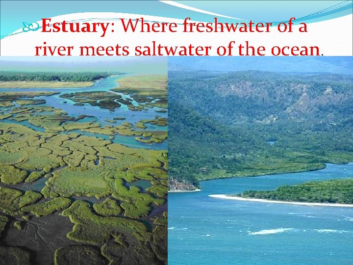  Estuary: Where freshwater of a river meets saltwater of the ocean. 