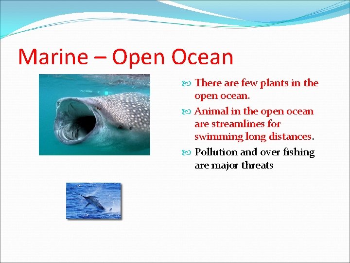 Marine – Open Ocean There are few plants in the open ocean. Animal in