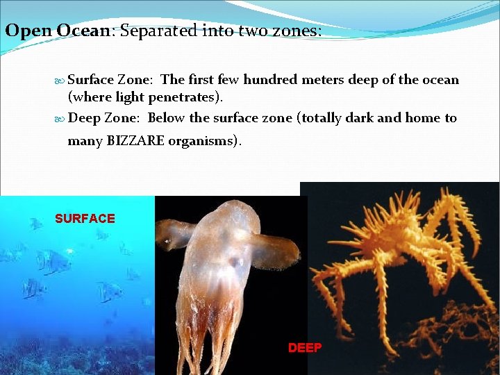 Open Ocean: Separated into two zones: Surface Zone: The first few hundred meters deep