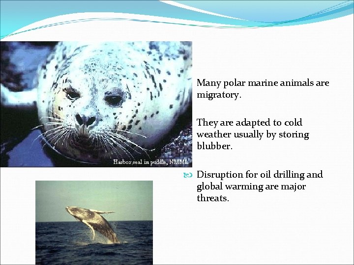 Marine- polar Many polar marine animals are migratory. They are adapted to cold weather