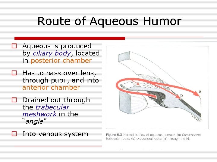 Route of Aqueous Humor o Aqueous is produced by ciliary body, located in posterior