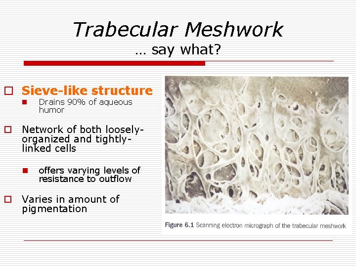 Trabecular Meshwork … say what? o Sieve-like structure n Drains 90% of aqueous humor