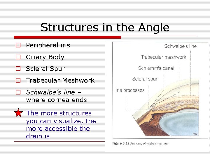 Structures in the Angle o Peripheral iris o Ciliary Body o Scleral Spur o
