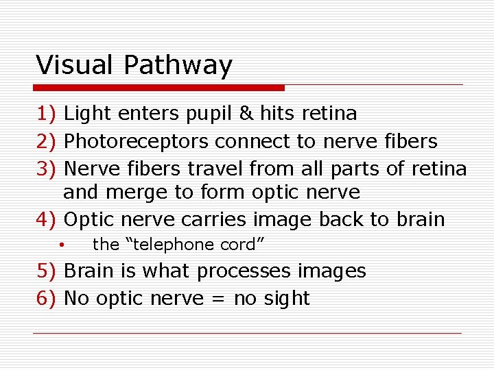 Visual Pathway 1) Light enters pupil & hits retina 2) Photoreceptors connect to nerve