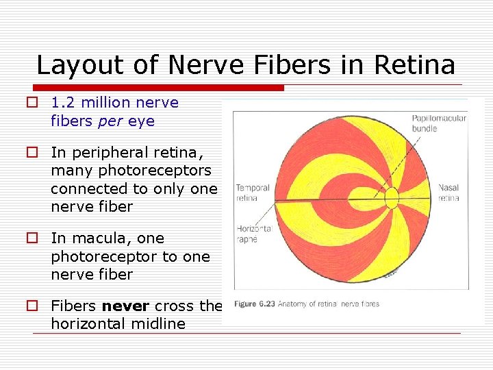 Layout of Nerve Fibers in Retina o 1. 2 million nerve fibers per eye