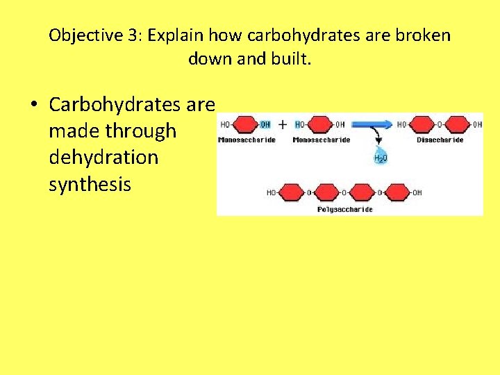 Objective 3: Explain how carbohydrates are broken down and built. • Carbohydrates are made