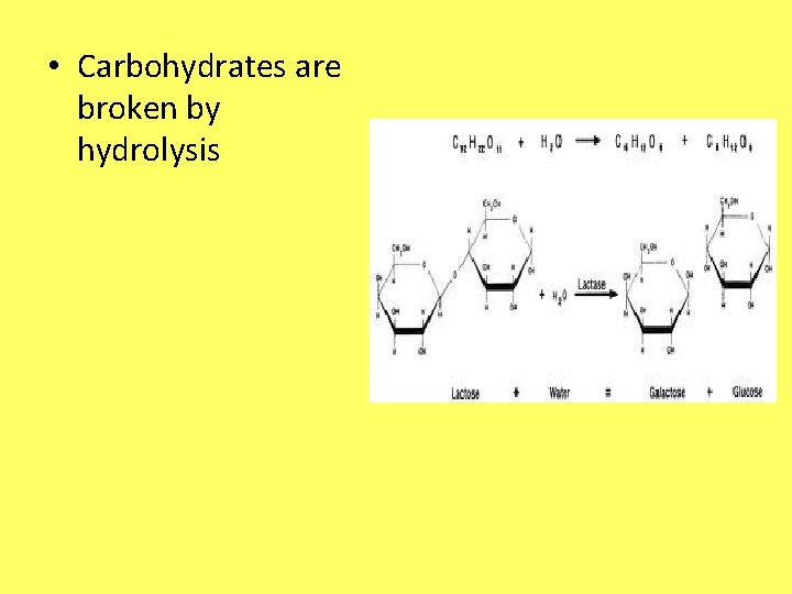  • Carbohydrates are broken by hydrolysis 