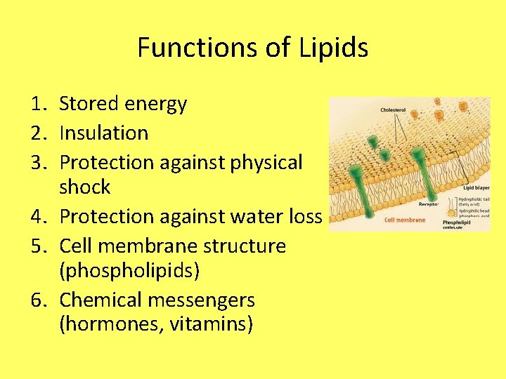 Functions of Lipids 1. Stored energy 2. Insulation 3. Protection against physical shock 4.