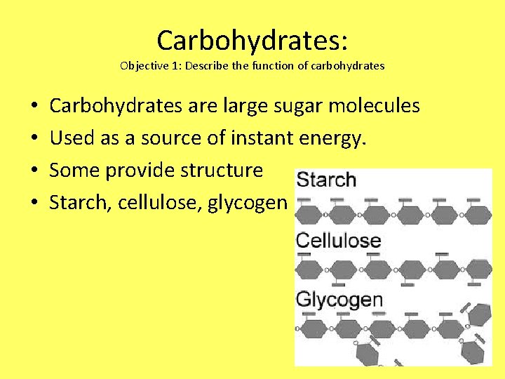 Carbohydrates: Objective 1: Describe the function of carbohydrates • • Carbohydrates are large sugar