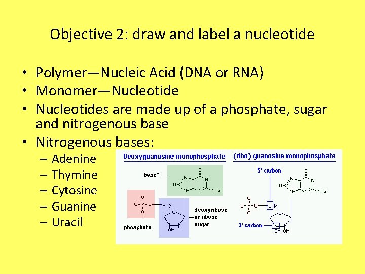 Objective 2: draw and label a nucleotide • Polymer—Nucleic Acid (DNA or RNA) •