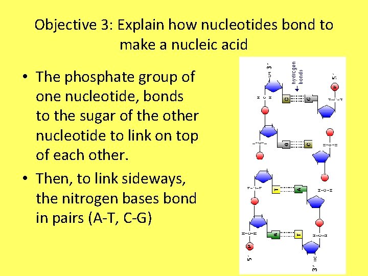 Objective 3: Explain how nucleotides bond to make a nucleic acid • The phosphate