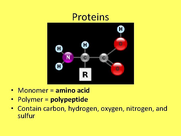 Proteins • Monomer = amino acid • Polymer = polypeptide • Contain carbon, hydrogen,