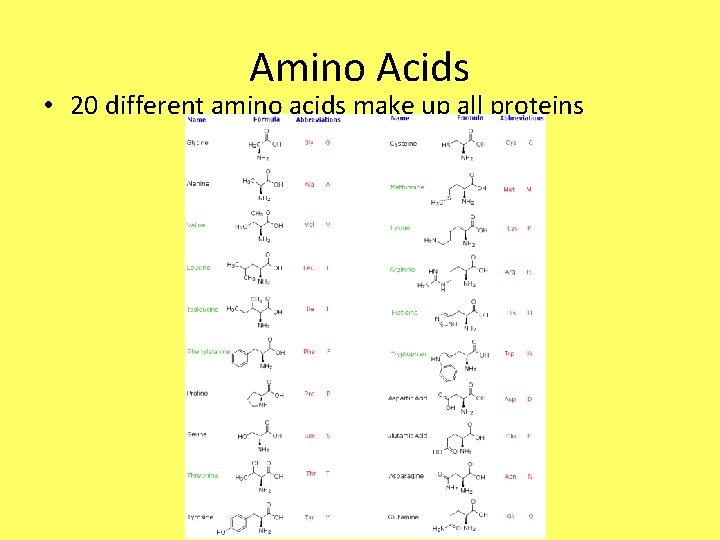 Amino Acids • 20 different amino acids make up all proteins 