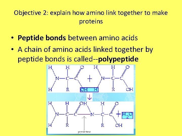 Objective 2: explain how amino link together to make proteins • Peptide bonds between