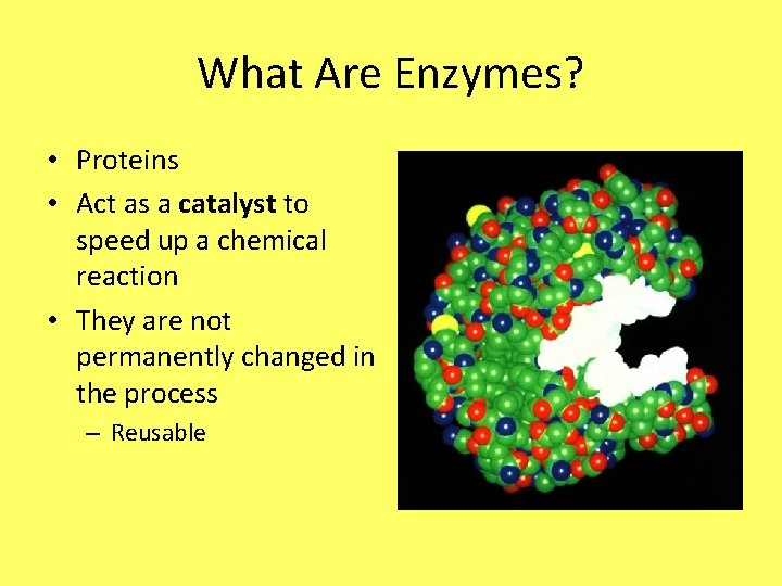 What Are Enzymes? • Proteins • Act as a catalyst to speed up a