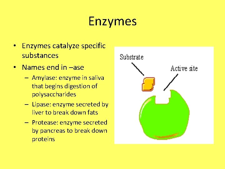 Enzymes • Enzymes catalyze specific substances • Names end in –ase – Amylase: enzyme