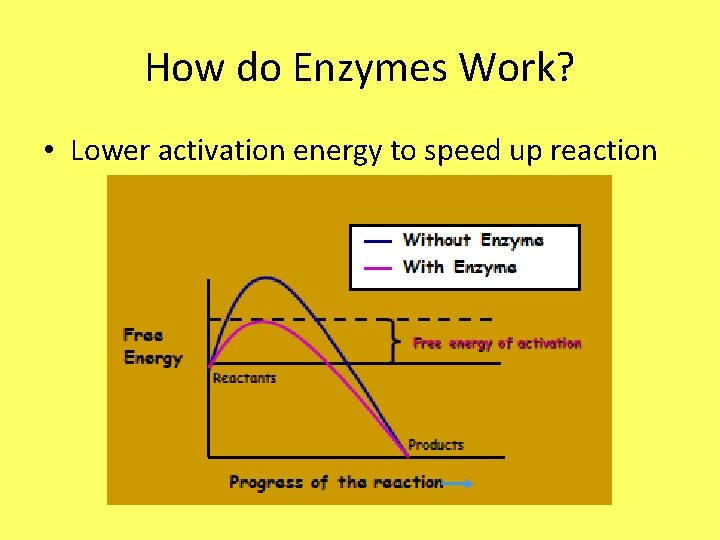 How do Enzymes Work? • Lower activation energy to speed up reaction 
