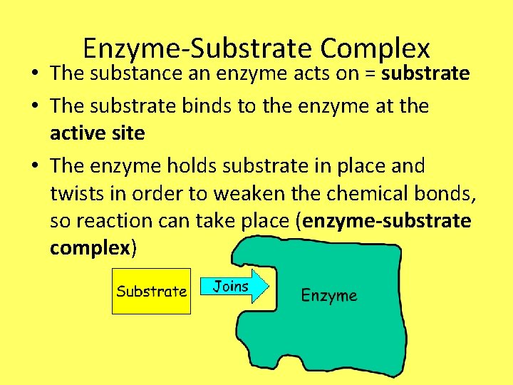 Enzyme-Substrate Complex • The substance an enzyme acts on = substrate • The substrate