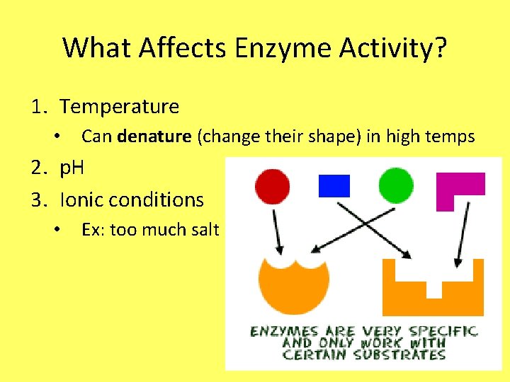 What Affects Enzyme Activity? 1. Temperature • Can denature (change their shape) in high