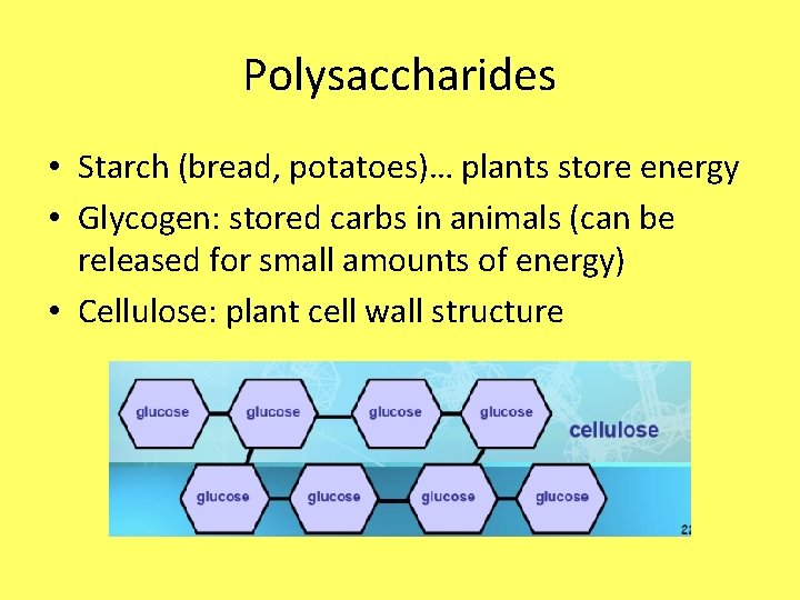 Polysaccharides • Starch (bread, potatoes)… plants store energy • Glycogen: stored carbs in animals