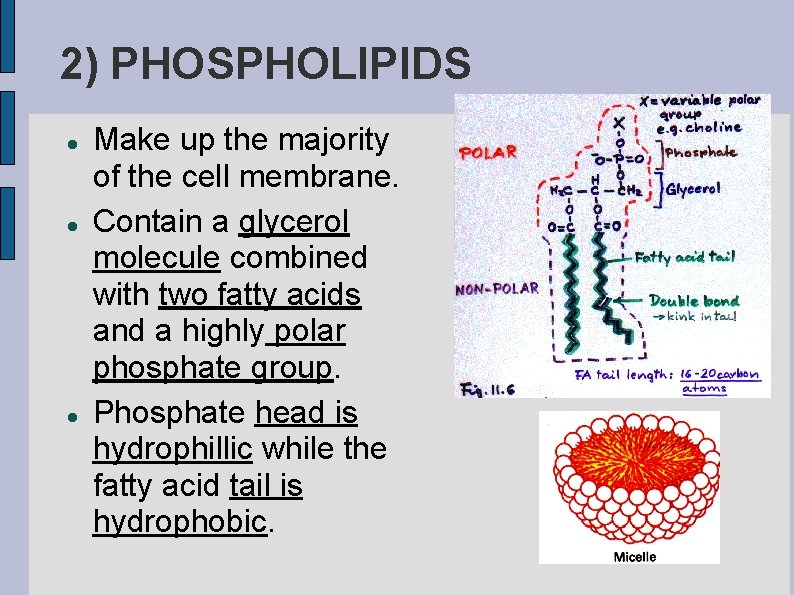 2) PHOSPHOLIPIDS Make up the majority of the cell membrane. Contain a glycerol molecule