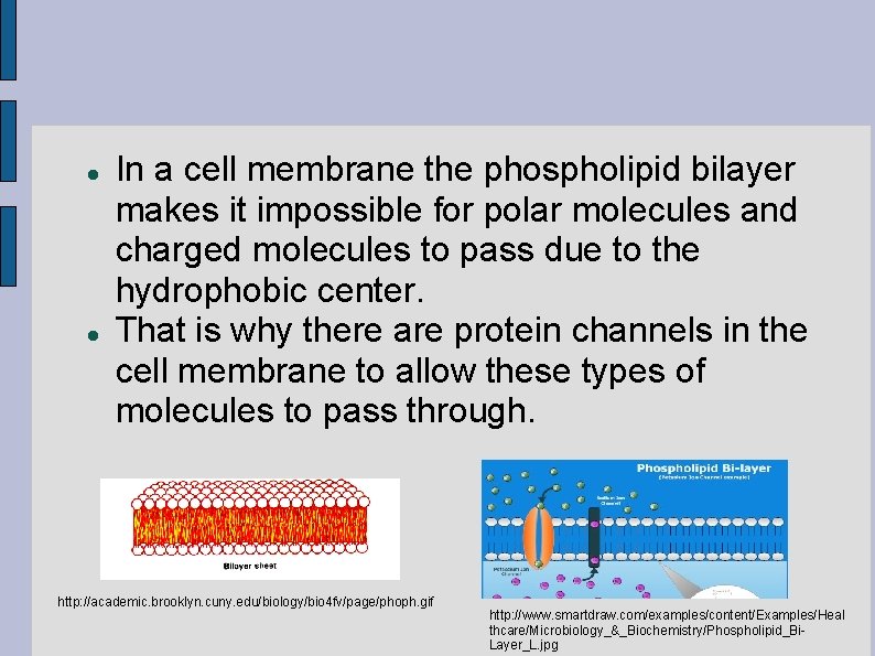  In a cell membrane the phospholipid bilayer makes it impossible for polar molecules