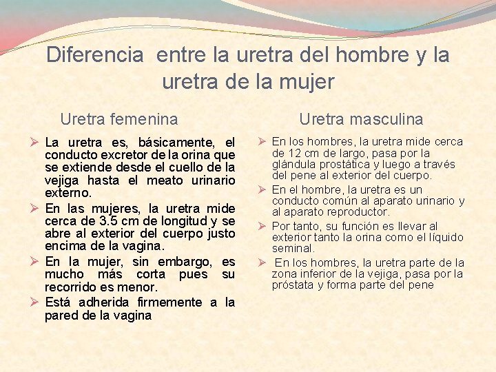 Diferencia entre la uretra del hombre y la uretra de la mujer Uretra femenina