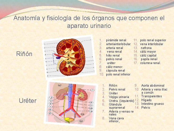 Anatomía y fisiología de los órganos que componen el aparato urinario Riñón Uréter 1.