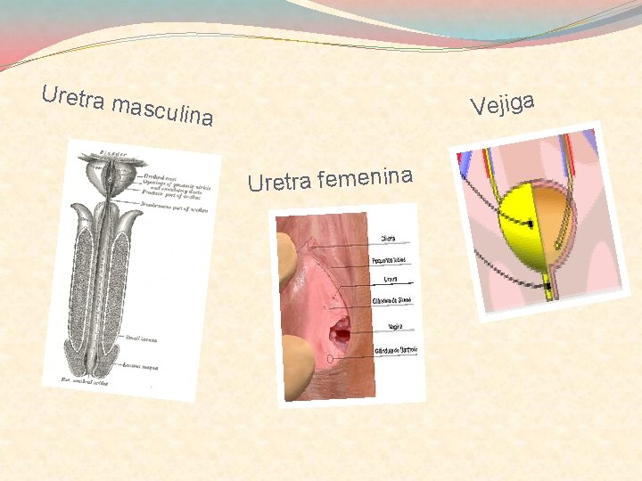 Uretra m Vejiga asculina Uretra femenina 