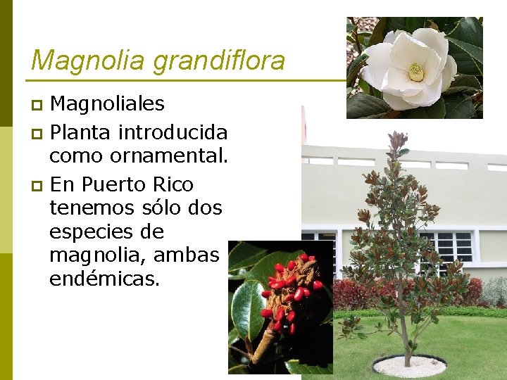 Magnolia grandiflora Magnoliales p Planta introducida como ornamental. p En Puerto Rico tenemos sólo