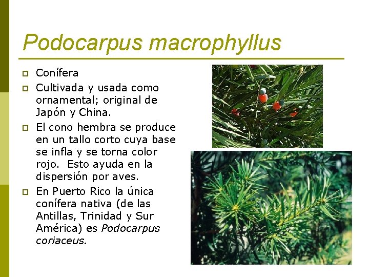 Podocarpus macrophyllus p p Conífera Cultivada y usada como ornamental; original de Japón y
