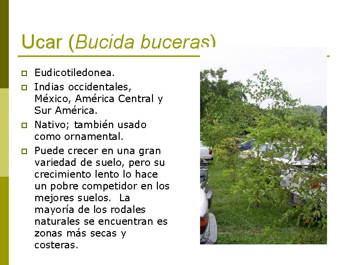 Ucar (Bucida buceras) p p Eudicotiledonea. Indias occidentales, México, América Central y Sur América.