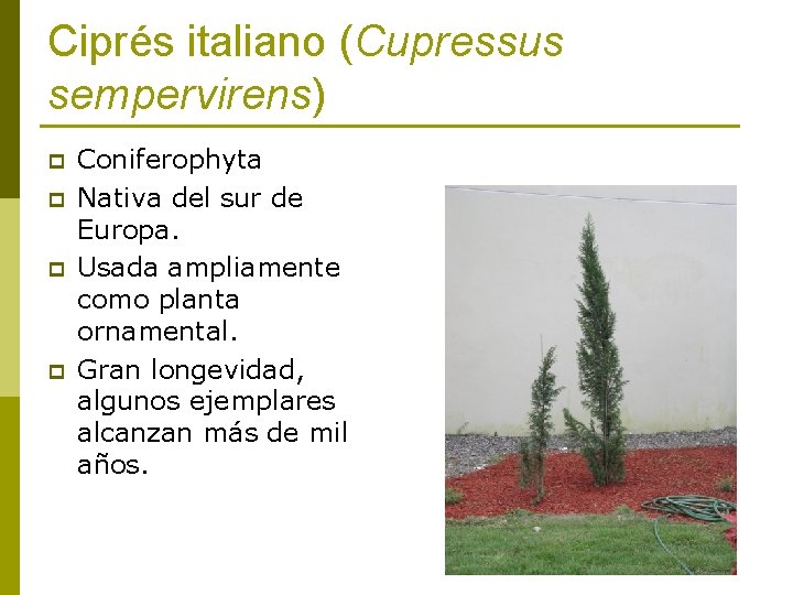 Ciprés italiano (Cupressus sempervirens) p p Coniferophyta Nativa del sur de Europa. Usada ampliamente