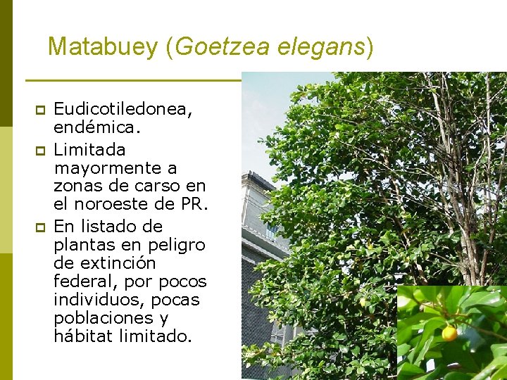Matabuey (Goetzea elegans) p p p Eudicotiledonea, endémica. Limitada mayormente a zonas de carso