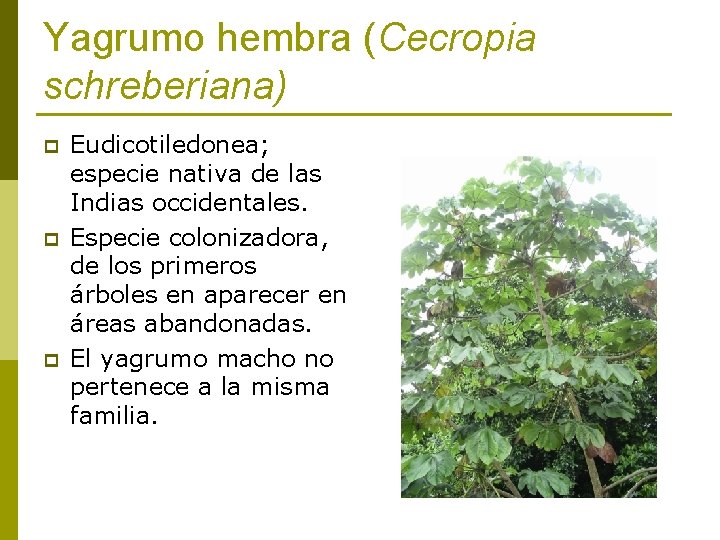 Yagrumo hembra (Cecropia schreberiana) p p p Eudicotiledonea; especie nativa de las Indias occidentales.