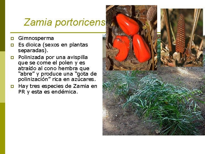 Zamia portoricensis p p Gimnosperma Es dioica (sexos en plantas separadas). Polinizada por una