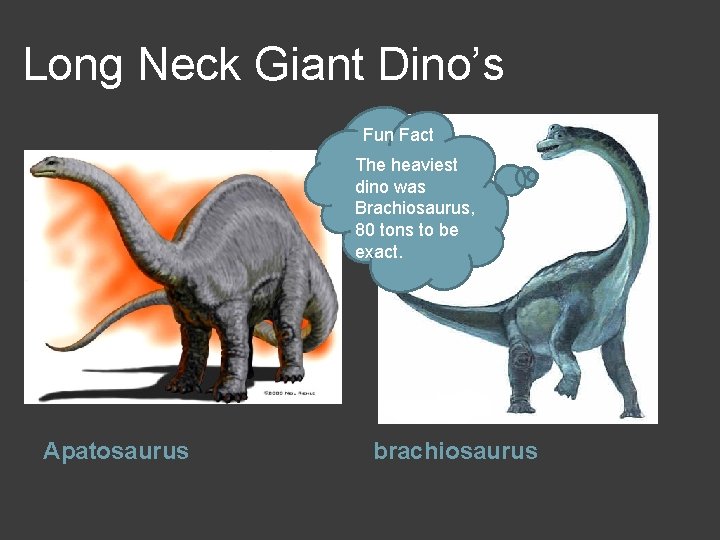 Long Neck Giant Dino’s Fun Fact The heaviest dino was Brachiosaurus, 80 tons to
