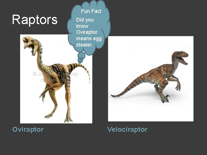 Raptors Oviraptor Fun Fact Did you know Oviraptor means egg stealer. Velociraptor 