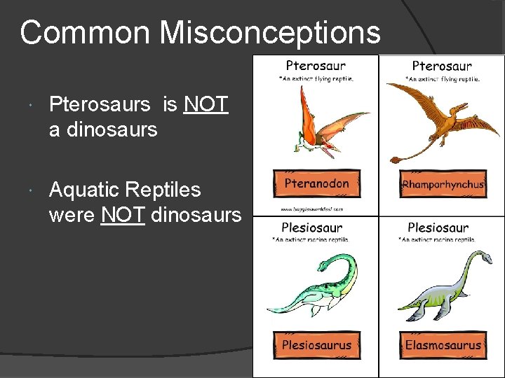Common Misconceptions Pterosaurs is NOT a dinosaurs Aquatic Reptiles were NOT dinosaurs 