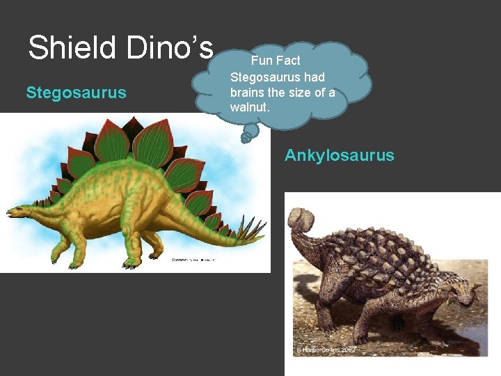 Shield Dino’s Stegosaurus Fun Fact Stegosaurus had brains the size of a walnut. Ankylosaurus