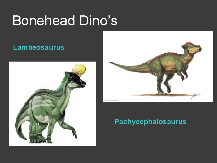 Bonehead Dino’s Lambeosaurus Pachycephalosaurus 
