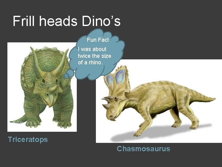 Frill heads Dino’s Fun Fact I was about twice the size of a rhino.