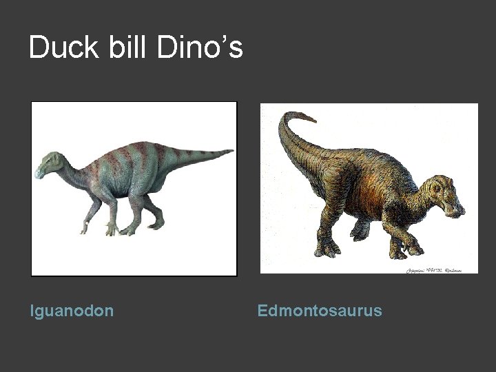 Duck bill Dino’s Iguanodon Edmontosaurus 