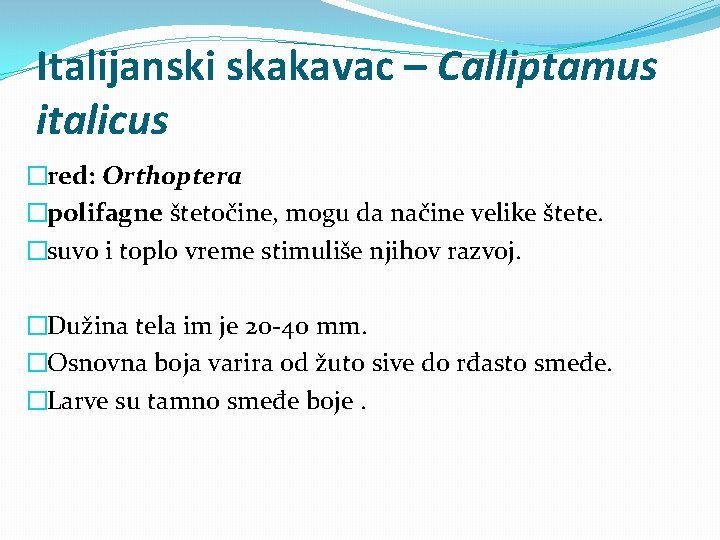Italijanski skakavac – Calliptamus italicus �red: Orthoptera �polifagne štetočine, mogu da načine velike štete.