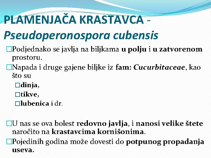 PLAMENJAČA KRASTAVCA Pseudoperonospora cubensis �Podjednako se javlja na biljkama u polju i u zatvorenom