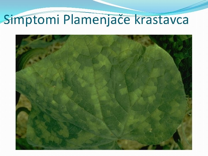 Simptomi Plamenjače krastavca 