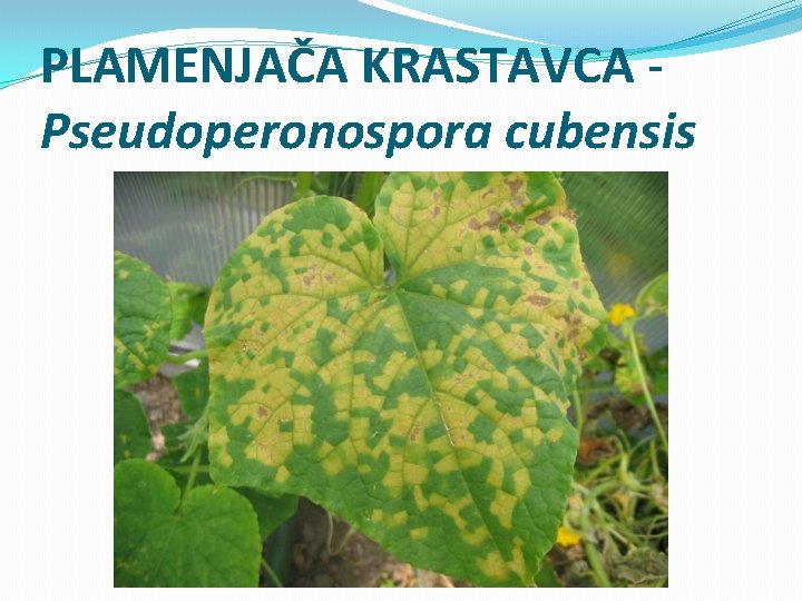 PLAMENJAČA KRASTAVCA Pseudoperonospora cubensis 